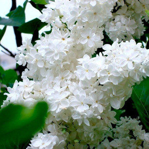 Саженцы Комплект 5шт / Сеянец Сирень белая Жанна Д`Арк