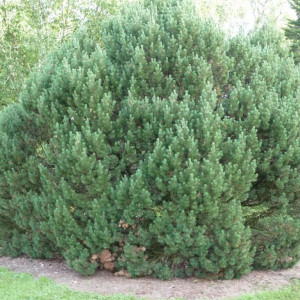 Саженцы Сосна Горная 40-60 см