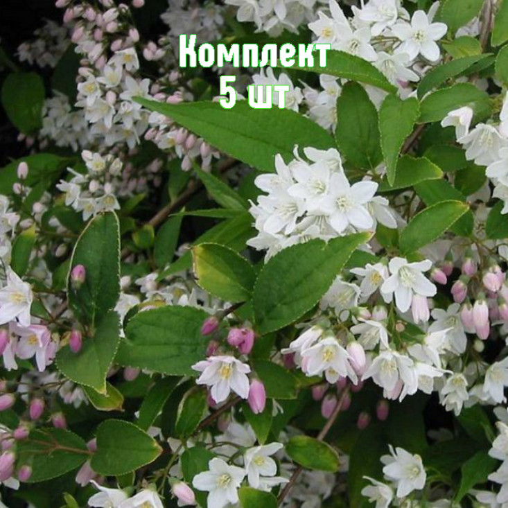 Комплект 5шт / Дейция розовая Кампанулата Комплект 5шт / Дейция розовая Кампанулата