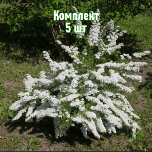 Саженцы Комплект 5шт / Спирея острозубчатая Аргута