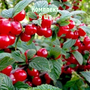 Саженцы Комплект 5шт / Вишня войлочная Восточная